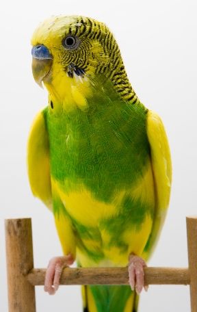 Parrot — Honolulu, HI — The Pet Clinic Parrot — Honolulu, HI — The Pet Clinic