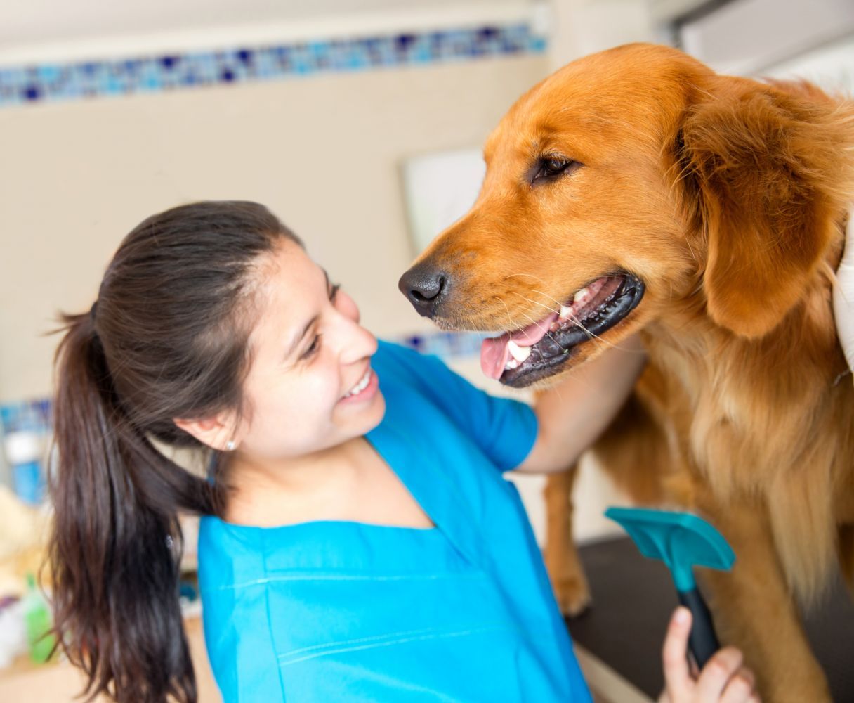 Veterinarian Examine Dog — Honolulu, HI — The Pet Clinic Veterinarian Examine Dog — Honolulu, HI — The Pet Clinic