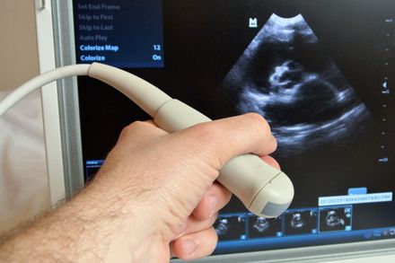 Ultrasound of Dog — Honolulu, HI — The Pet Clinic Ultrasound of Dog — Honolulu, HI — The Pet Clinic