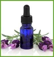 lavanda lavanda