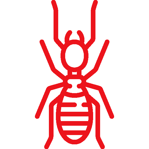 insect