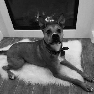 dog