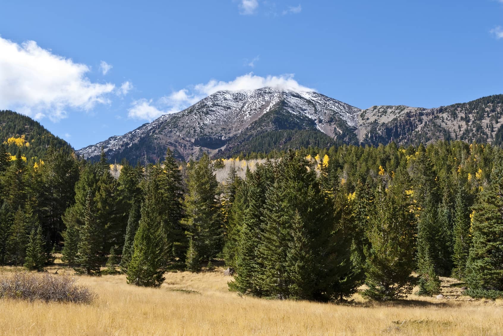 flagstaff-pollock