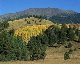 pollock properties in flagstaff