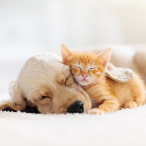 Luxury Suites – Sarasota, FL – Ace Pet Resort