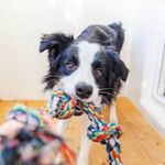 Doggie Daycare – Sarasota, FL – Ace Pet Resort