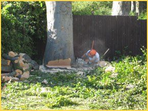 Tree surgery