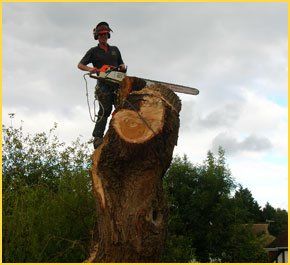 Tree surgeon
