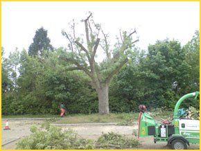Tree felling