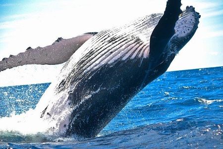 Whale — Redlands, CA — Beloved Foundation Whale — Redlands, CA — Beloved Foundation