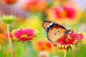 Collection of Beautiful Flower — Redlands, CA — Beloved Foundation Collection of Beautiful Flower — Redlands, CA — Beloved Foundation