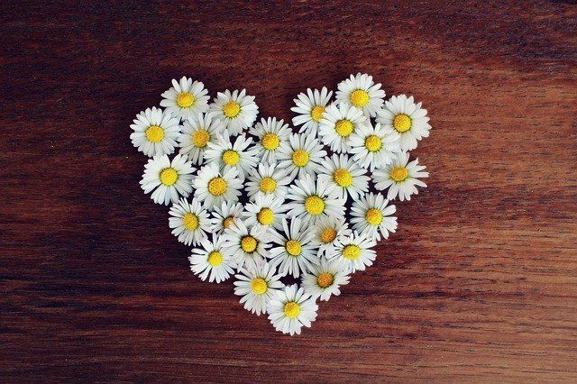 Daisy Flower — Redlands, CA — Beloved Foundation