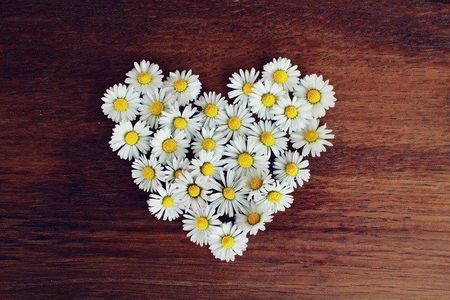 Daisy Flower — Redlands, CA — Beloved Foundation Daisy Flower — Redlands, CA — Beloved Foundation