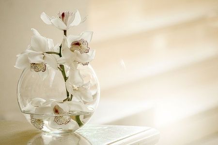 Orchid — Redlands, CA — Beloved Foundation Orchid — Redlands, CA — Beloved Foundation