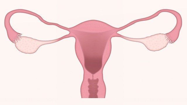 Uterus — Redlands, CA — Beloved Foundation