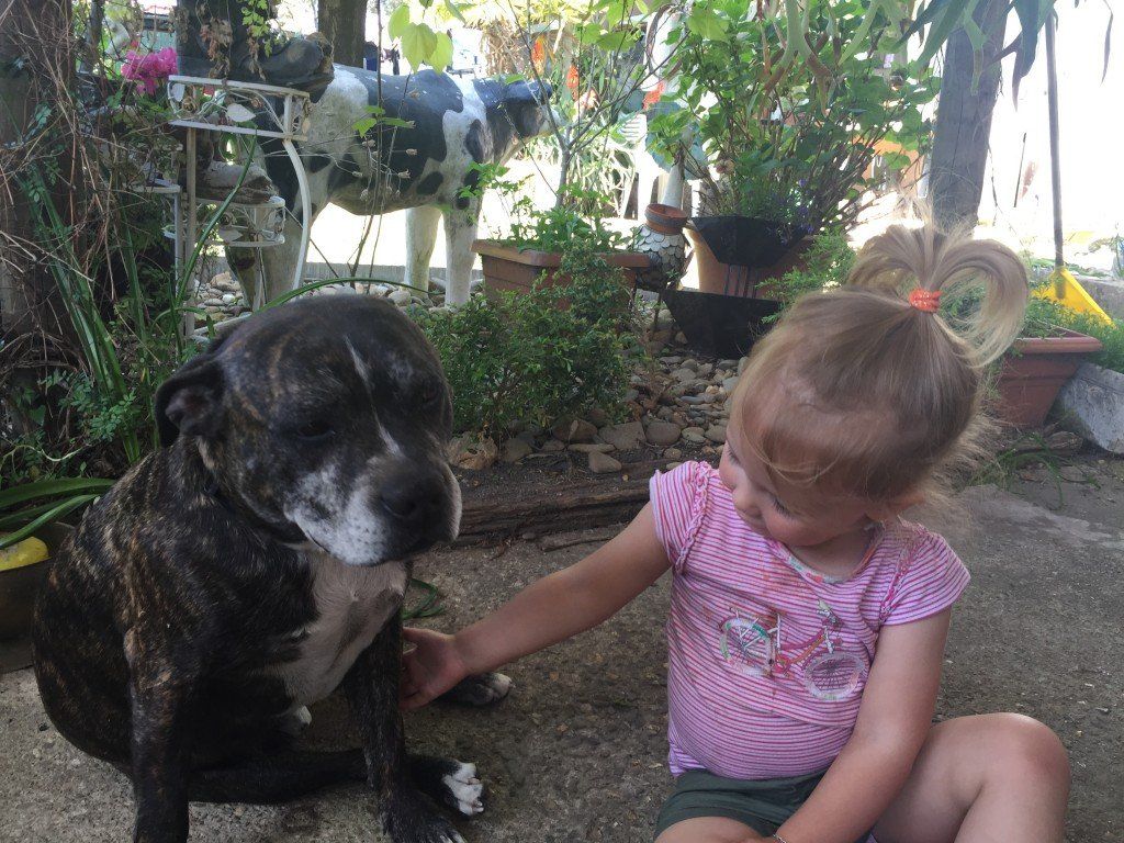 Small child with staffordshire terrier