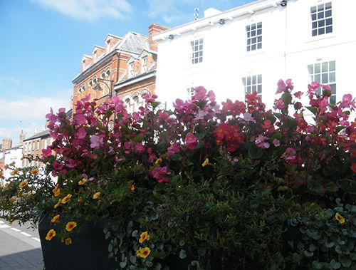 Variety of flowers at the care home in Long sutton