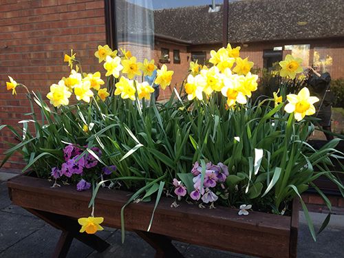 Variety of flowers at the care home in Long sutton