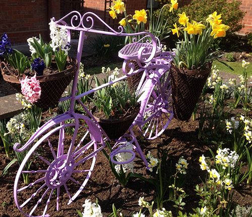 Variety of flowers planted on bicycle  being in care home in Long sutton