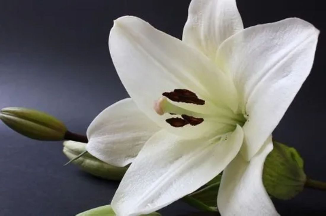 fiore per funerali