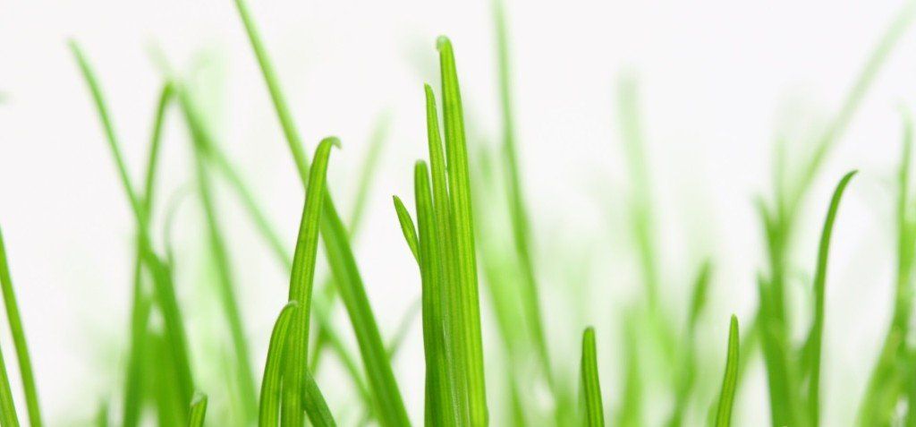 Blades of grass