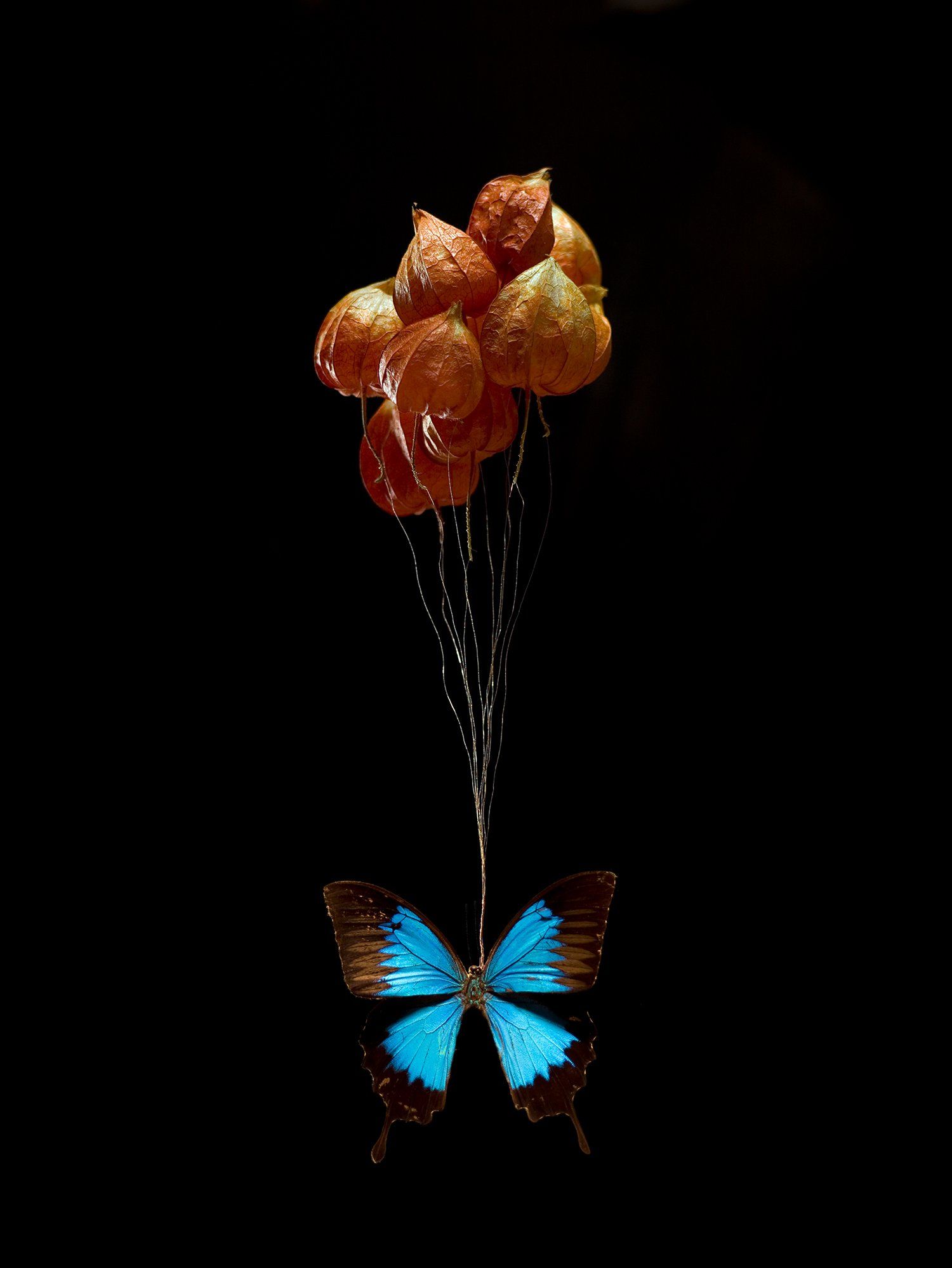 joeart kunst stilleven fotografie art vlinder butterfly droogbloem blauw zwart oranje