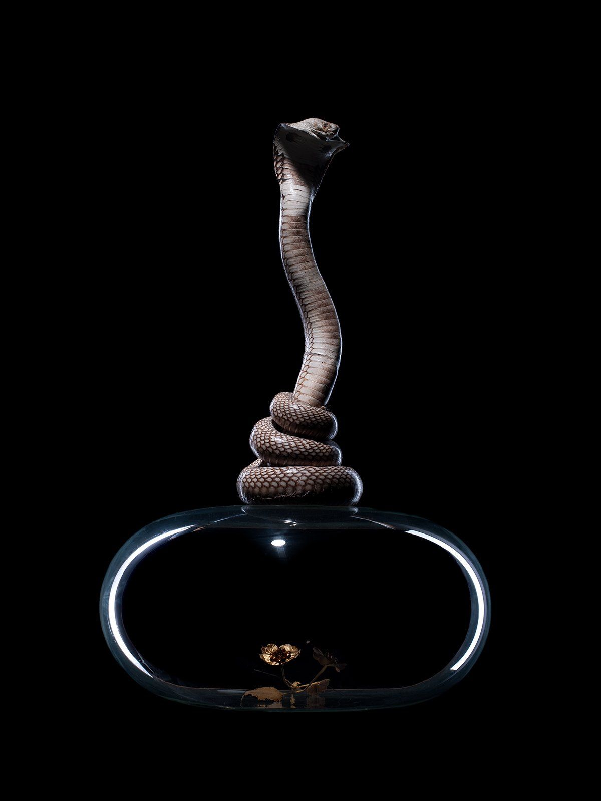 joeart Cobra gardian of vulnerability glas golden flower goud bloem stilleven fotografie kunst photography art