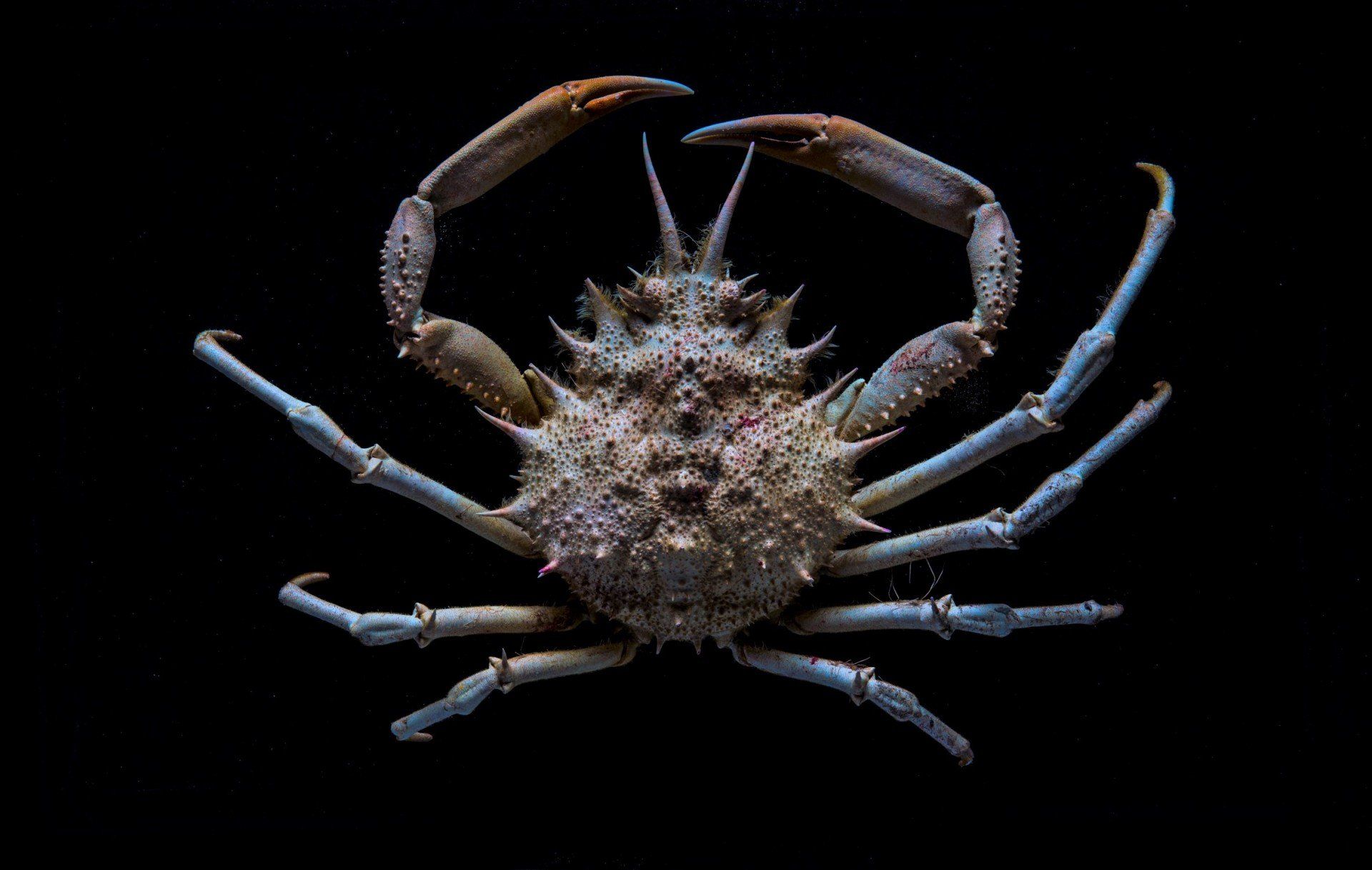 joeart cut the crab krab count the legs  colorfull kleurrijk stilleven  fotografie kunst photography art