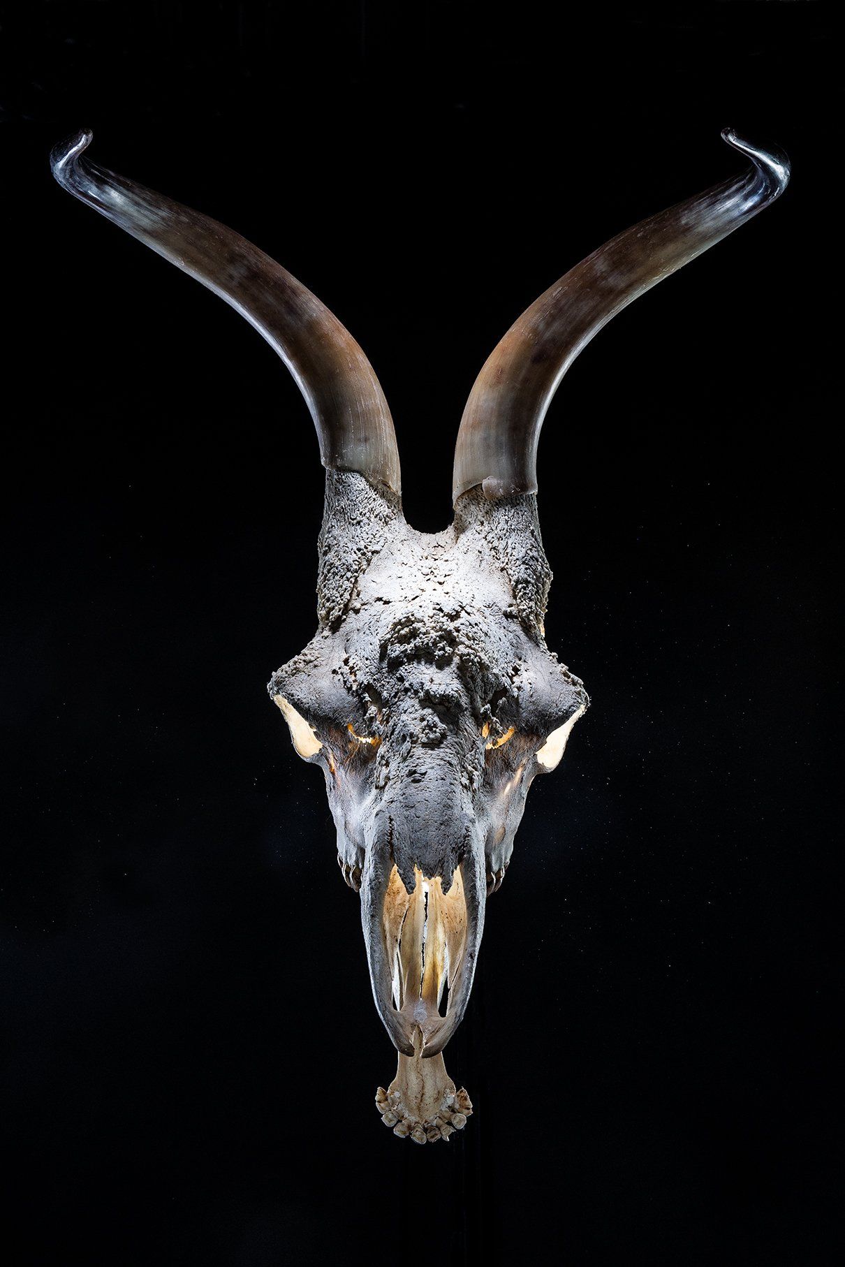 joeart Unkown beast giraffe hoorns light eye stilleven fotografie kunst photography art