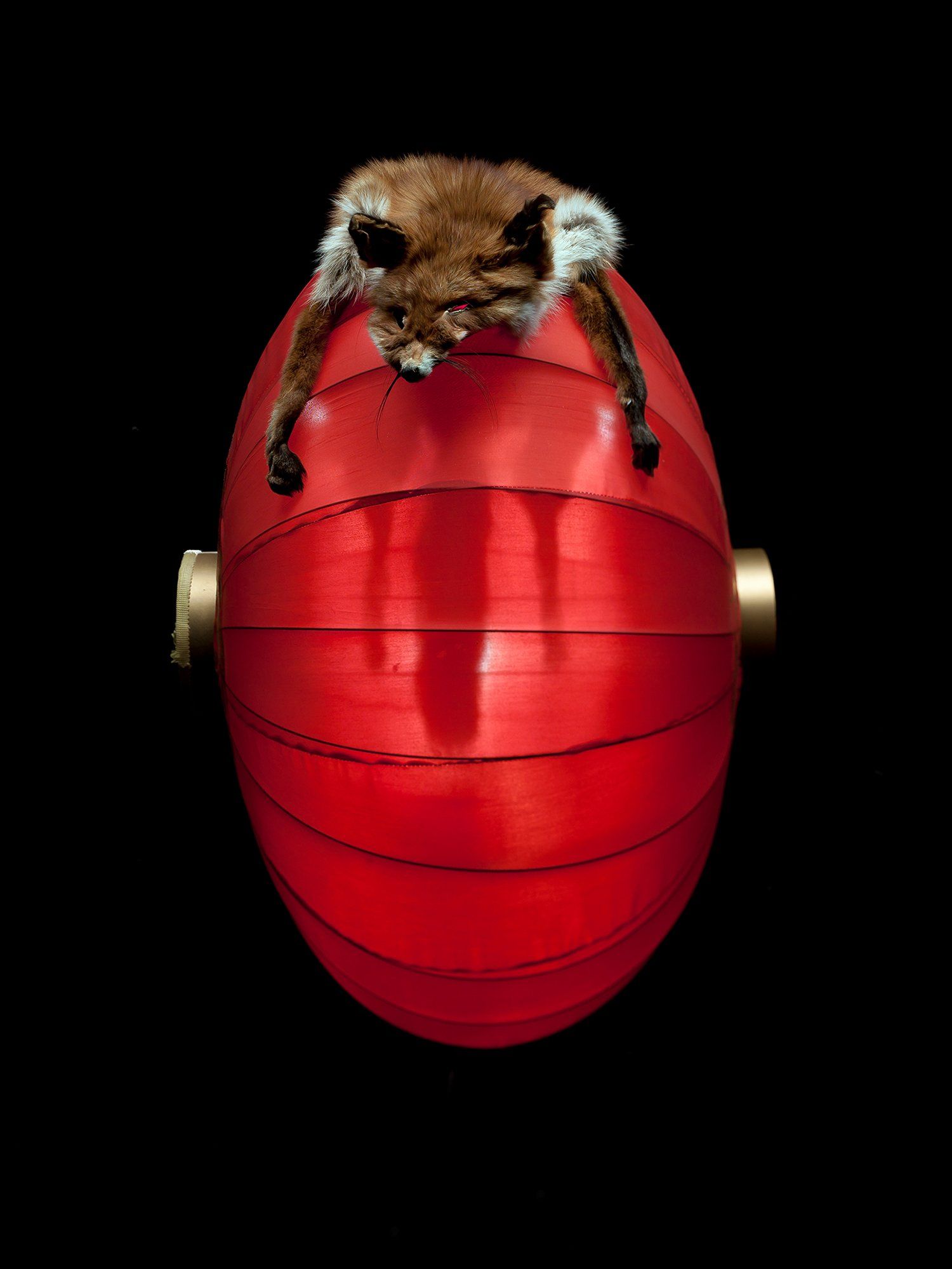 joeart Fox reinard lanterne vos huid skine lamp chinese lantaren colorfull kleurrijk stilleven  fotografie kunst photography art