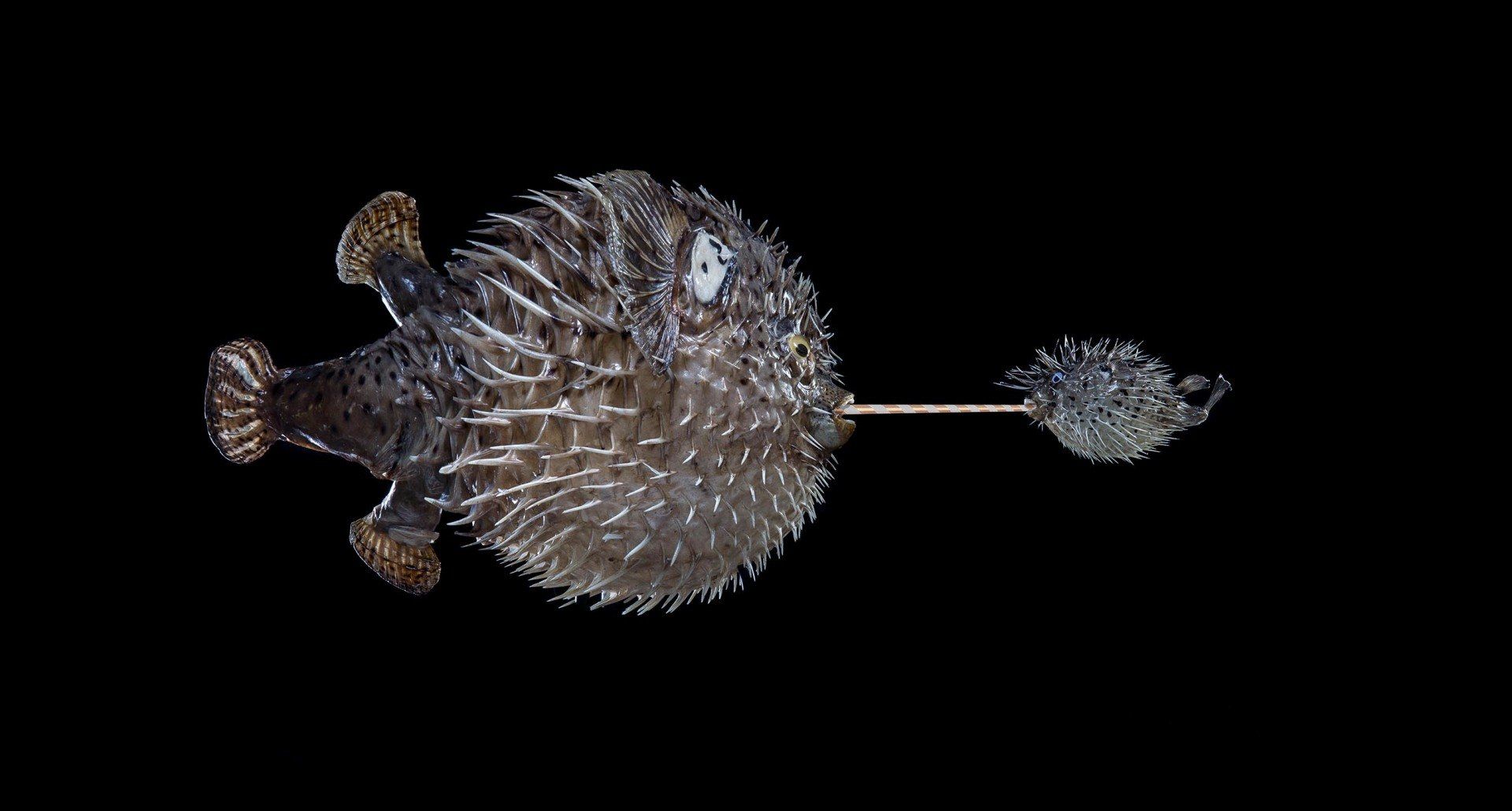 joeart blow me up black zwart stekels vis opblazen fotografie kunst photography art blowfish