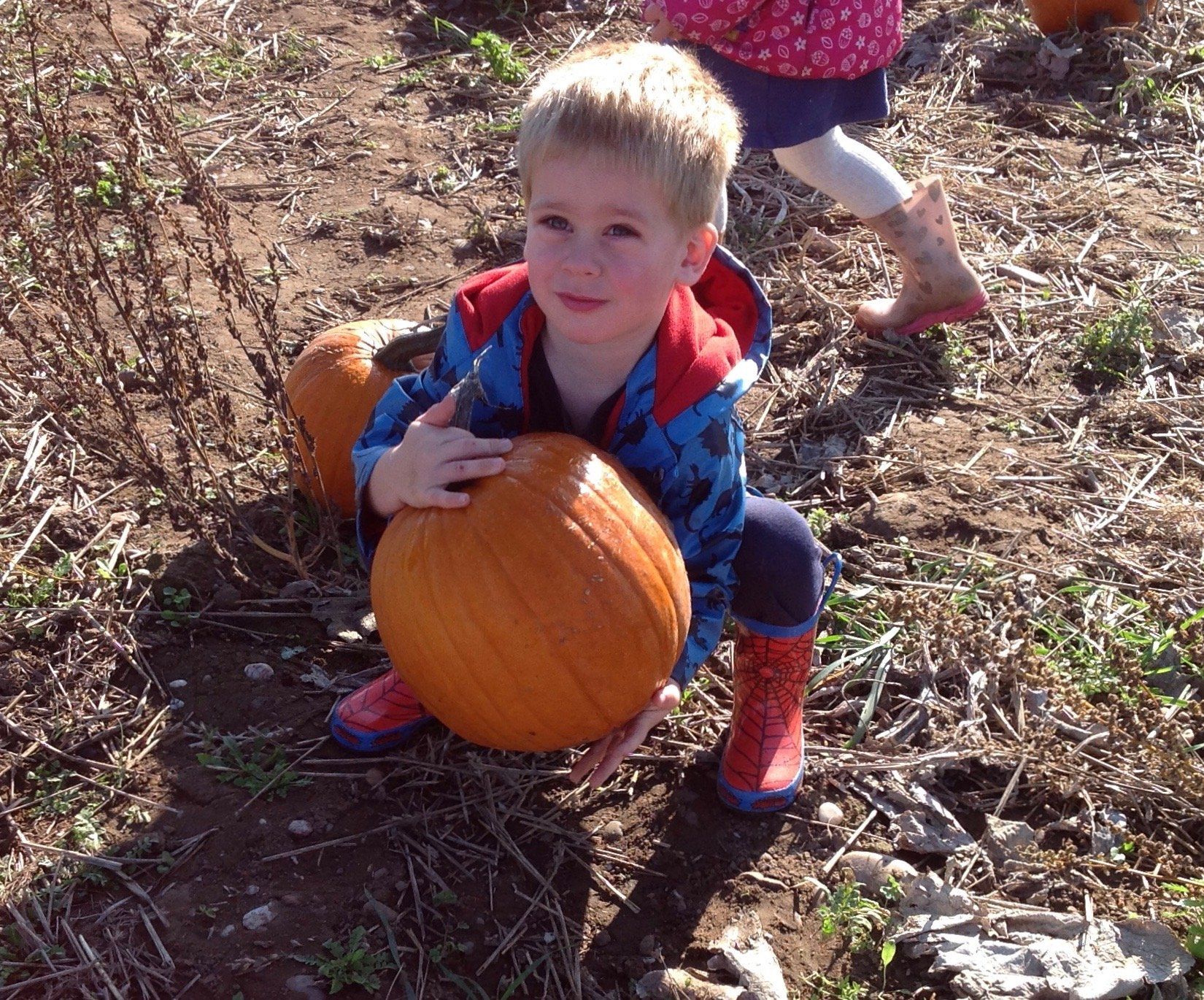 Child in a blue jacket crouches in a pumpkin patch, hugging a large orange pumpkin.