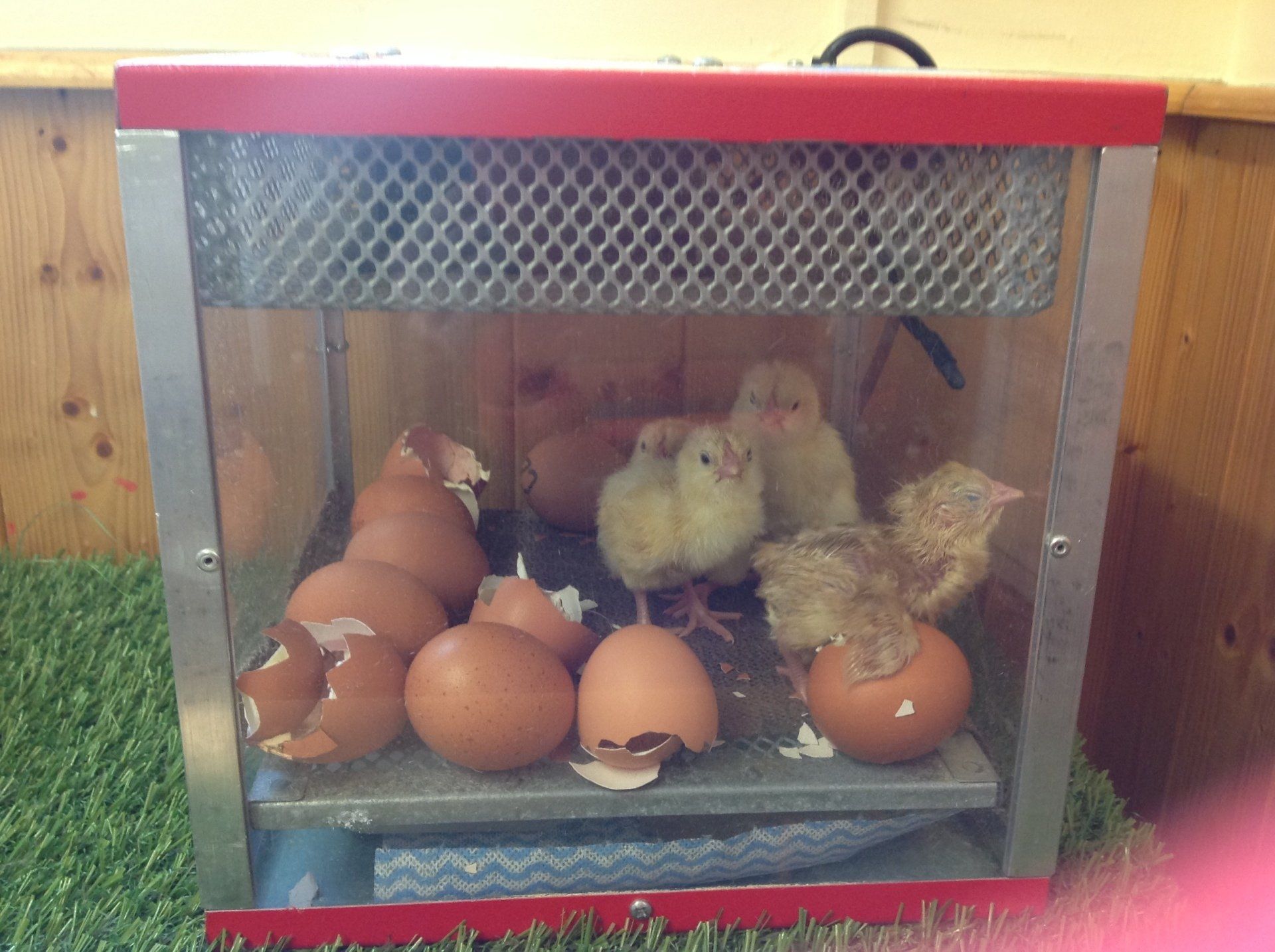 Chicks huddled in a small metal brooder with eggshells and eggs scattered around them