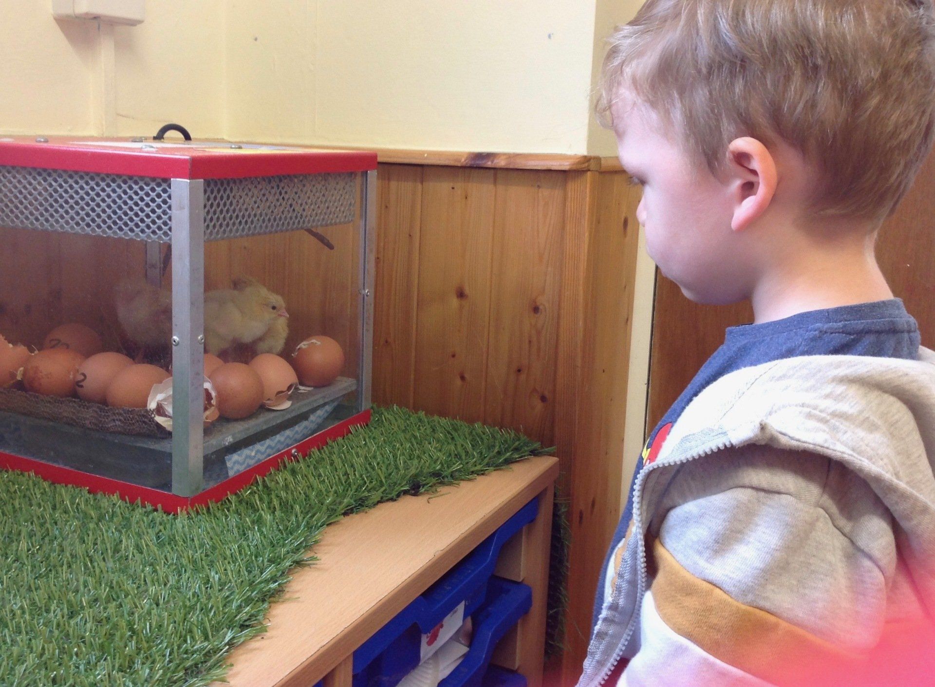 Child looking at eggs in a mesh enclosure on a table indoors