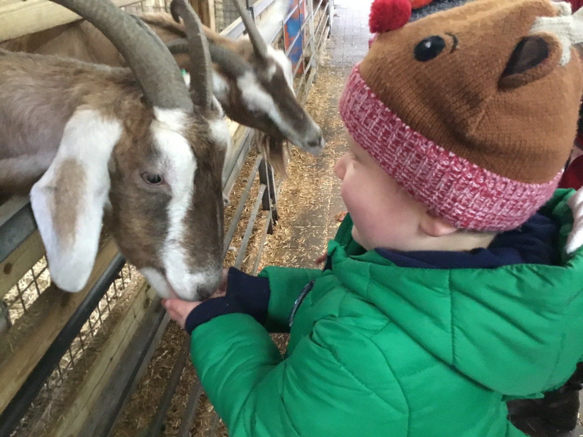 Child in green jacket petting a goat in a pen, wearing a brown knit hat and pink scarf.