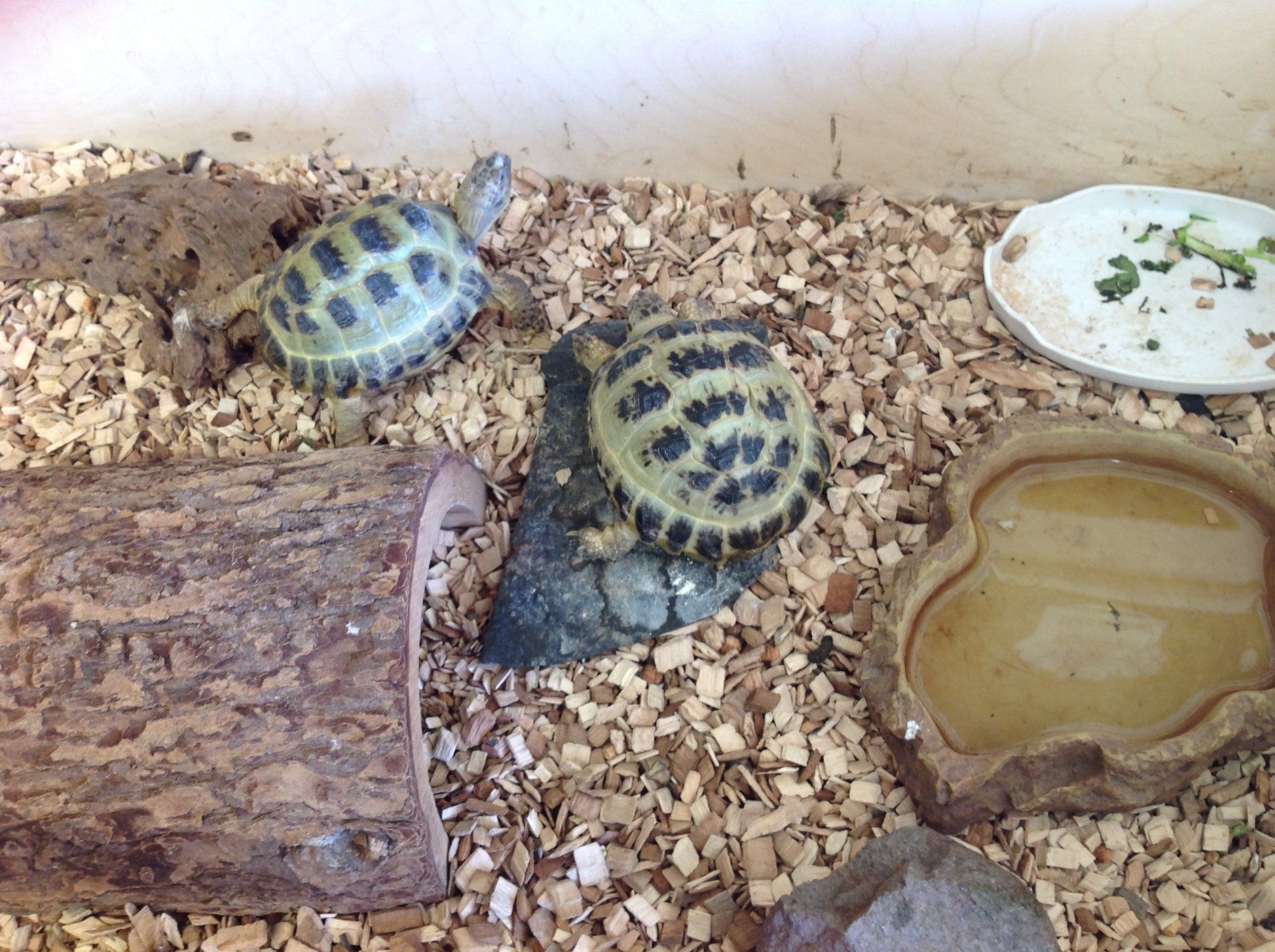 Two small tortoises in a terrarium with wood chips, logs, and water dishes.