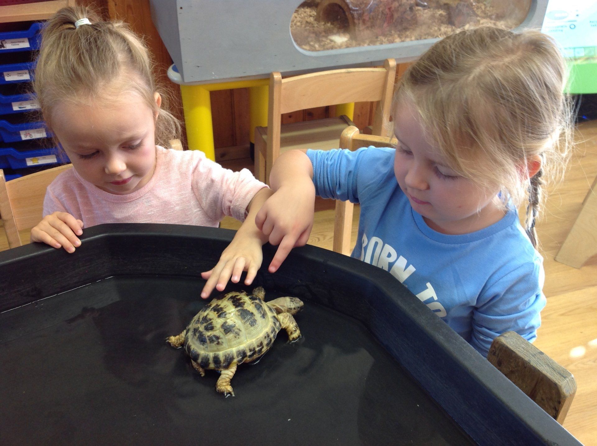 Two children gently touching a small turtle in a black tray indoors
