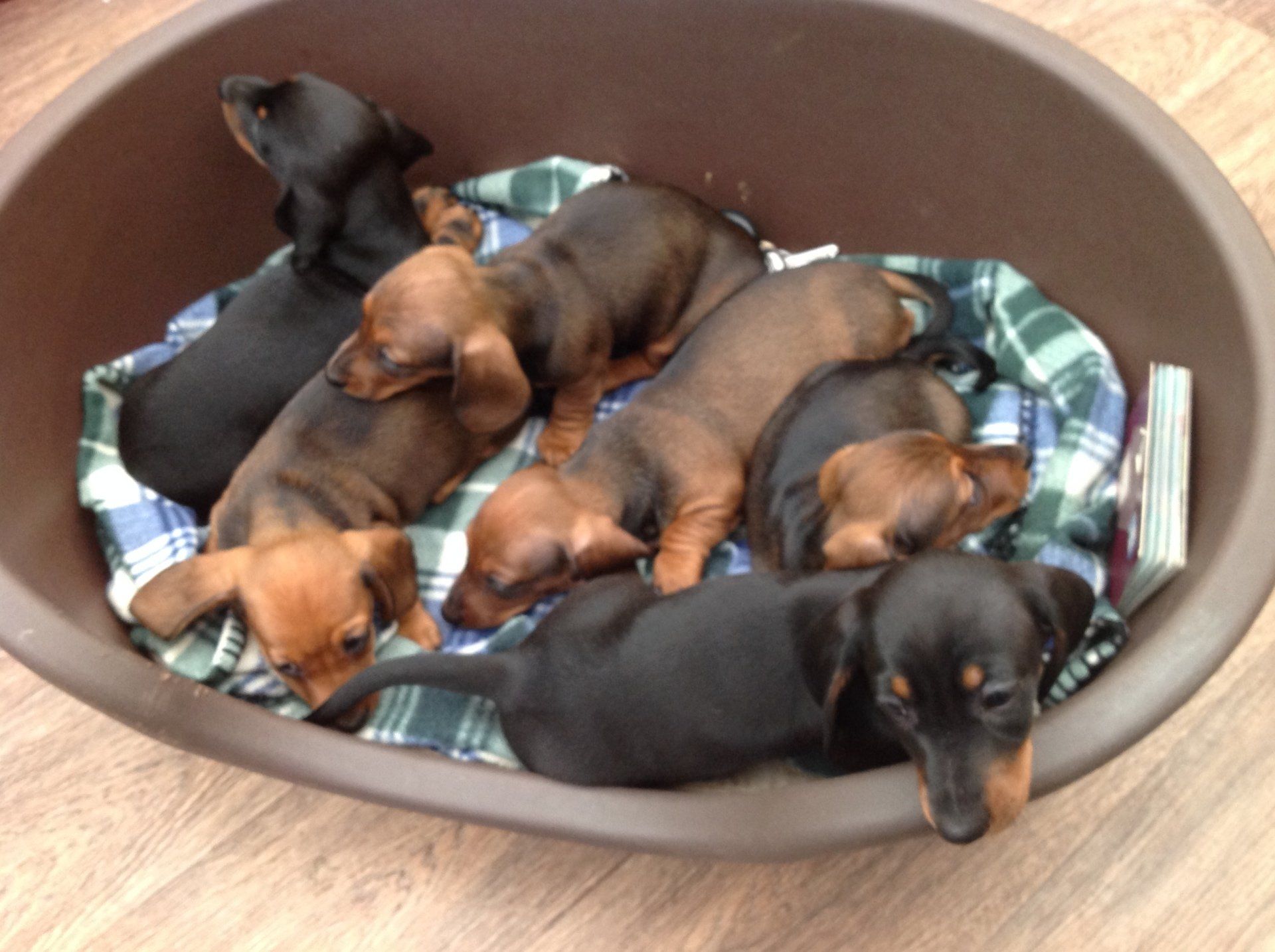 Six sleeping puppies curled together in a brown dog bed on a plaid blanket