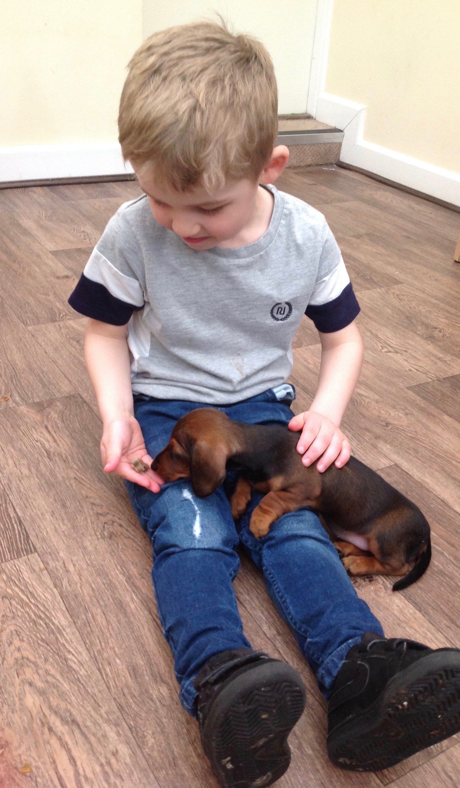 Child sitting on the floor petting a small brown puppy lying across their legs