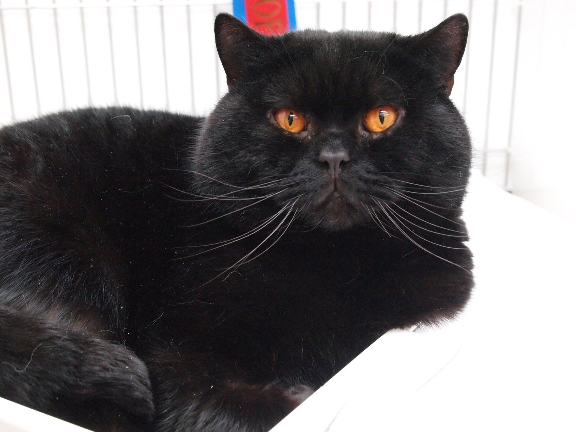 Black British Shorthair
