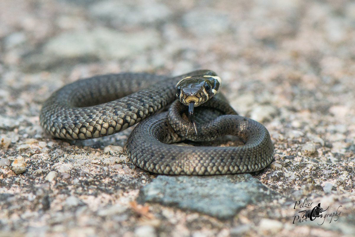Ringelnatter (Natrix natrix)