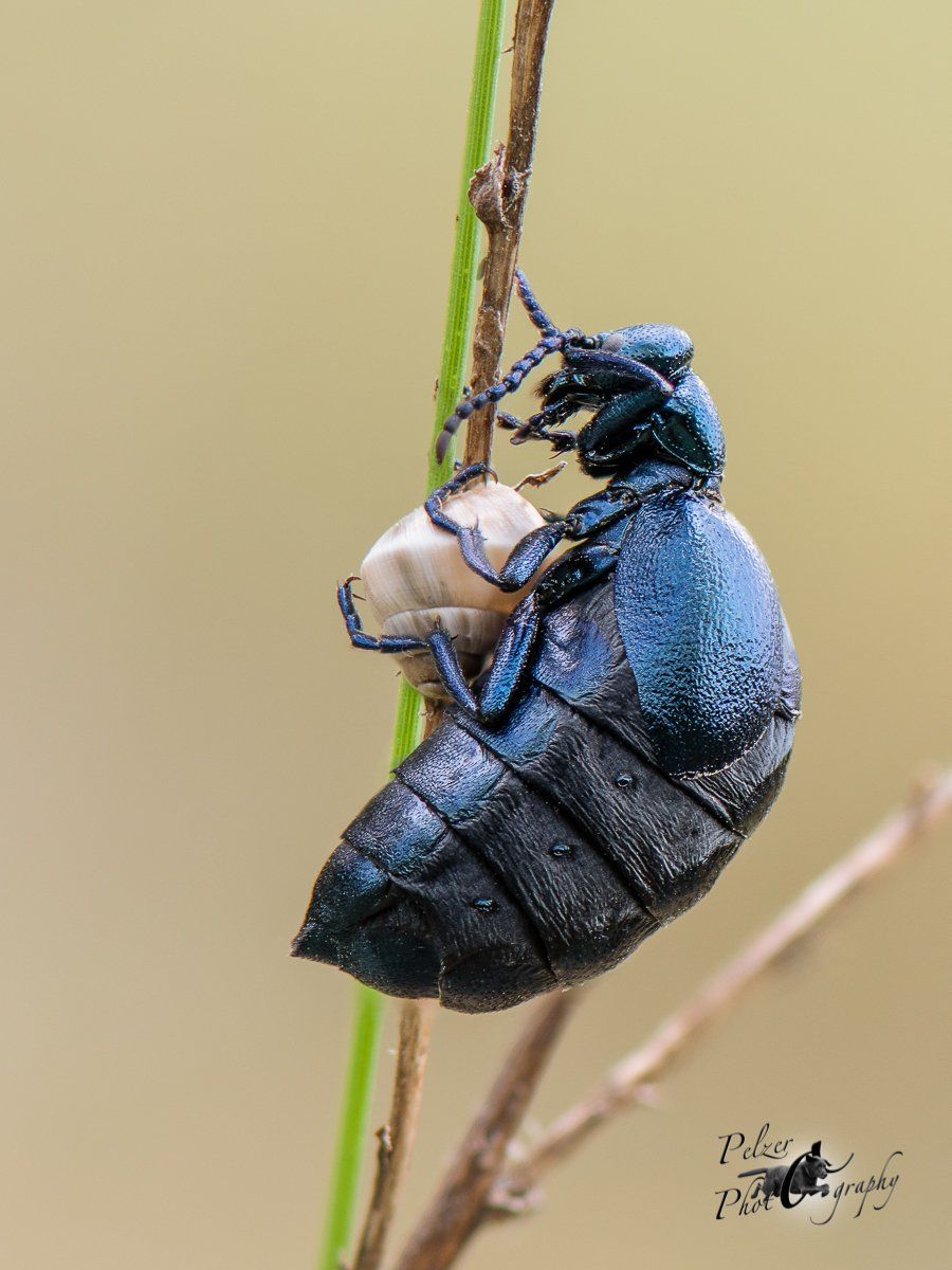 Violetter Ölkäfer (Meloe violaceus)