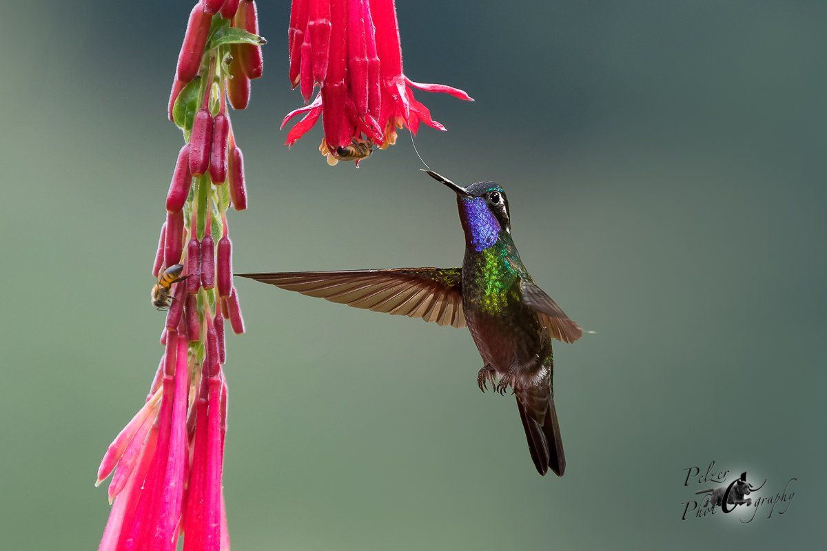 Purpurkehlnymphe (Lampornis calolaemus)