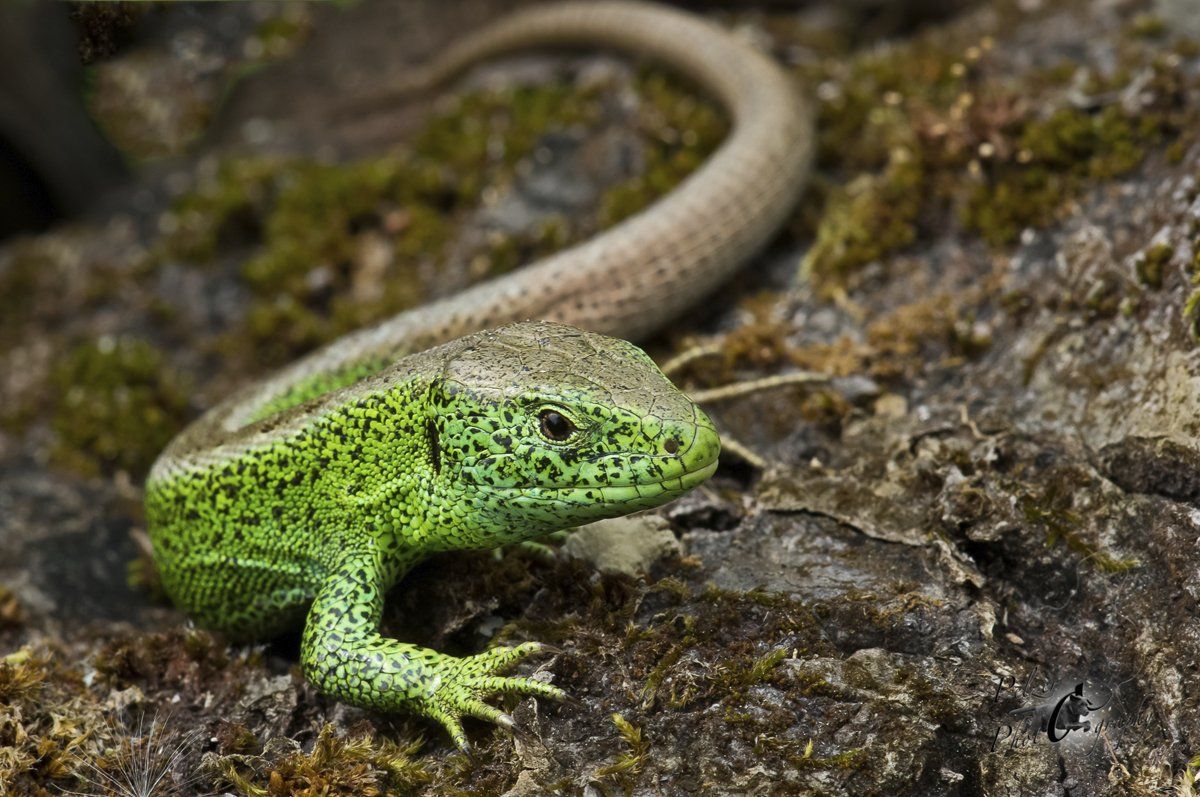 Zauneidechse (Lacerta agilis)