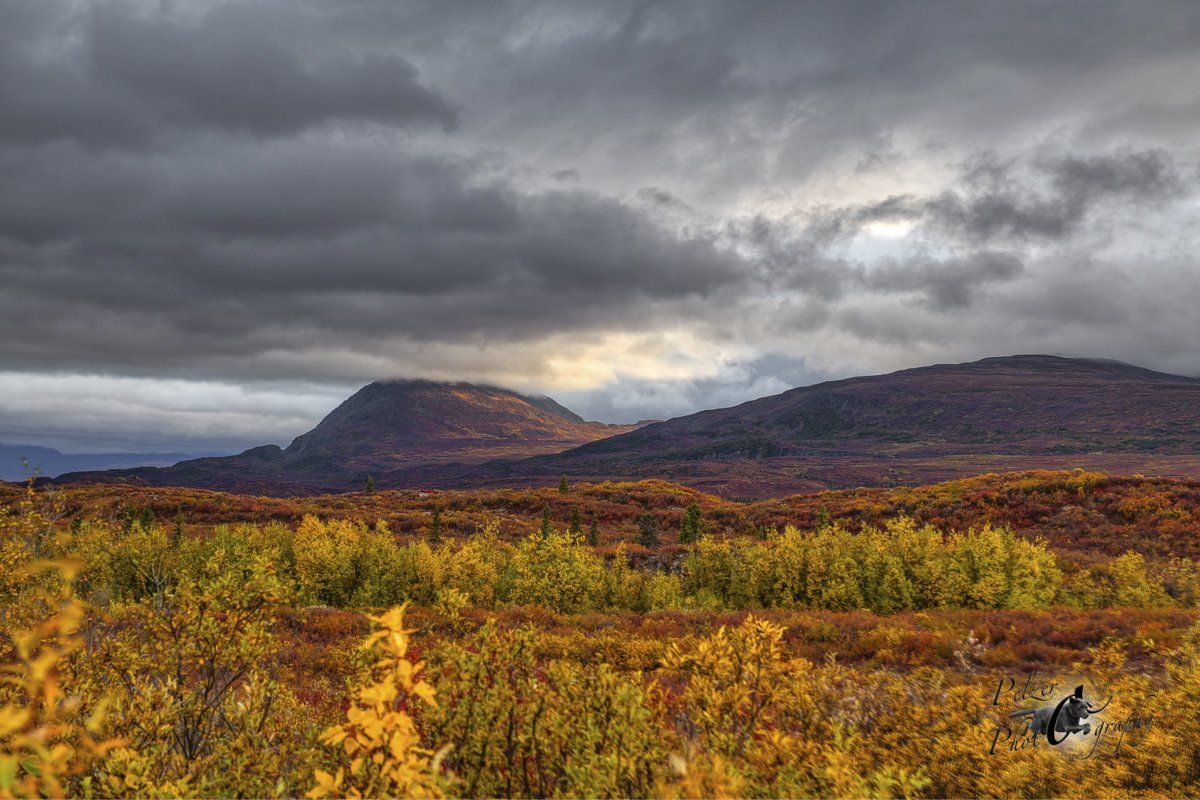Denali Highway
