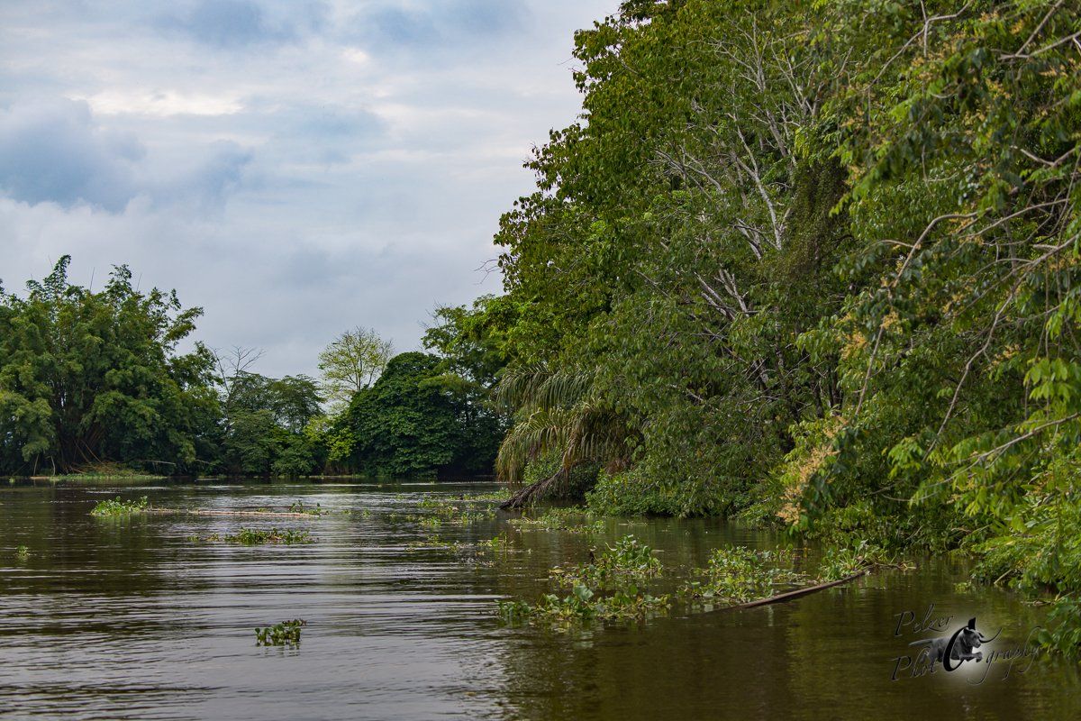 Sierpe River
