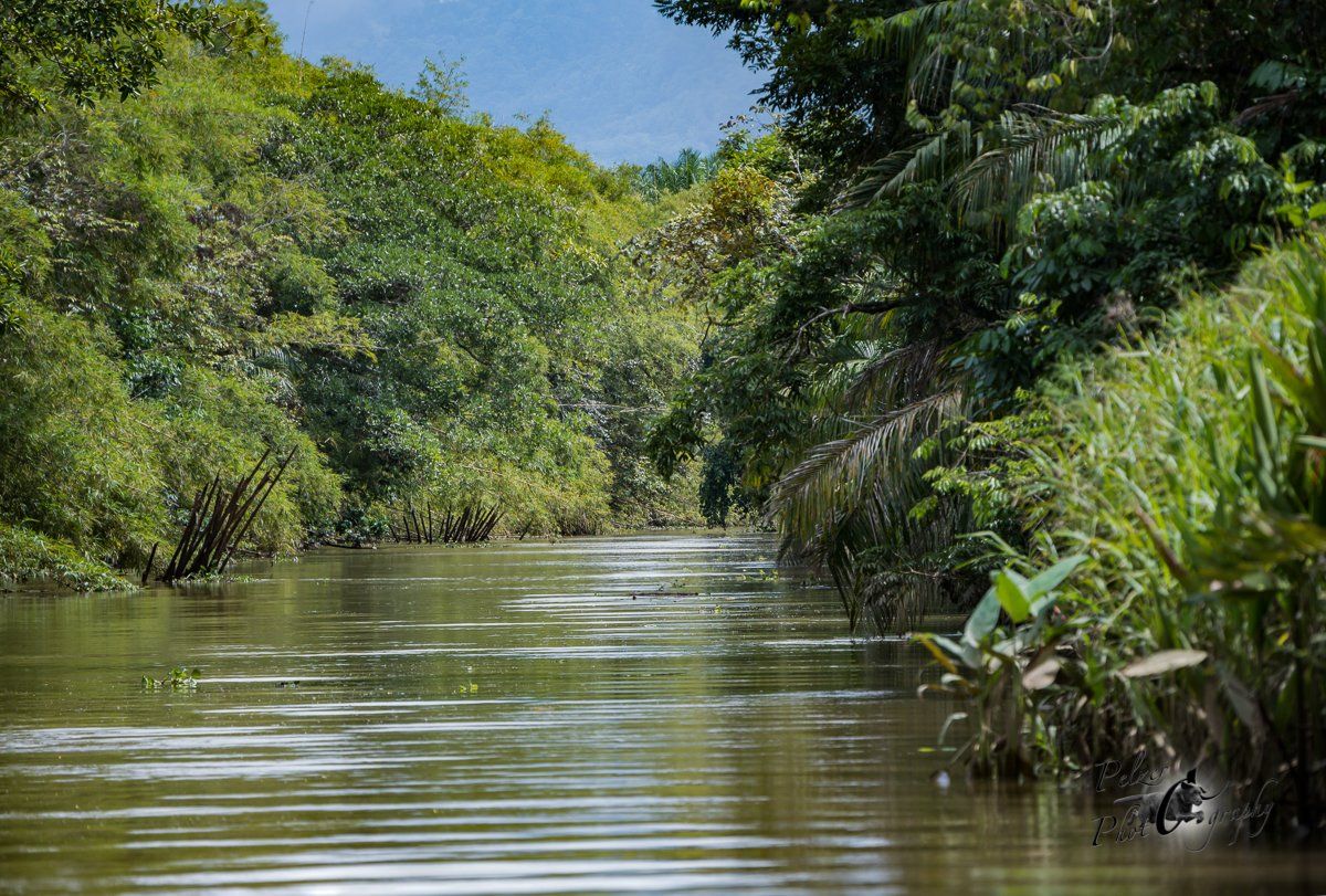 Sierpe River