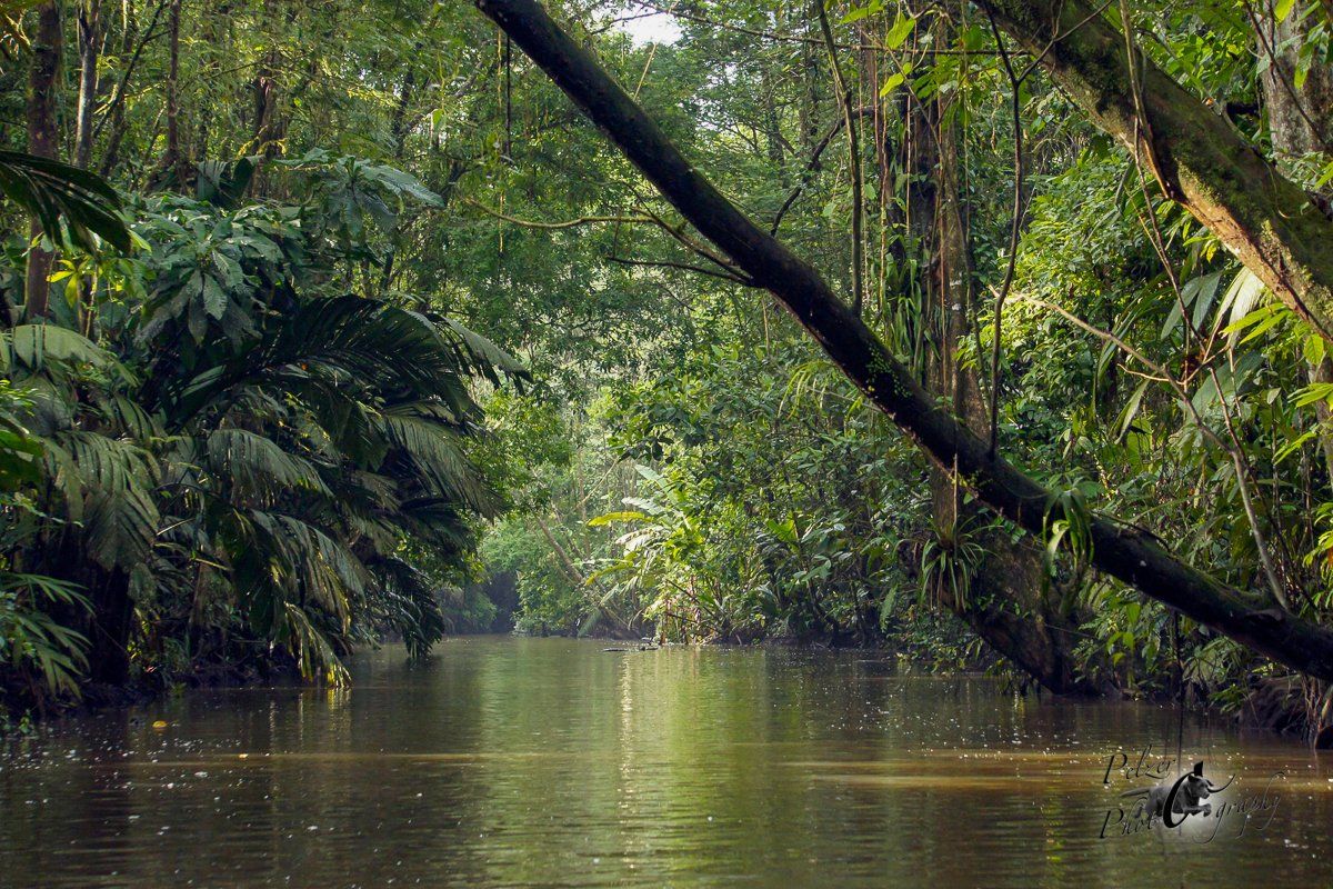 Sierpe River