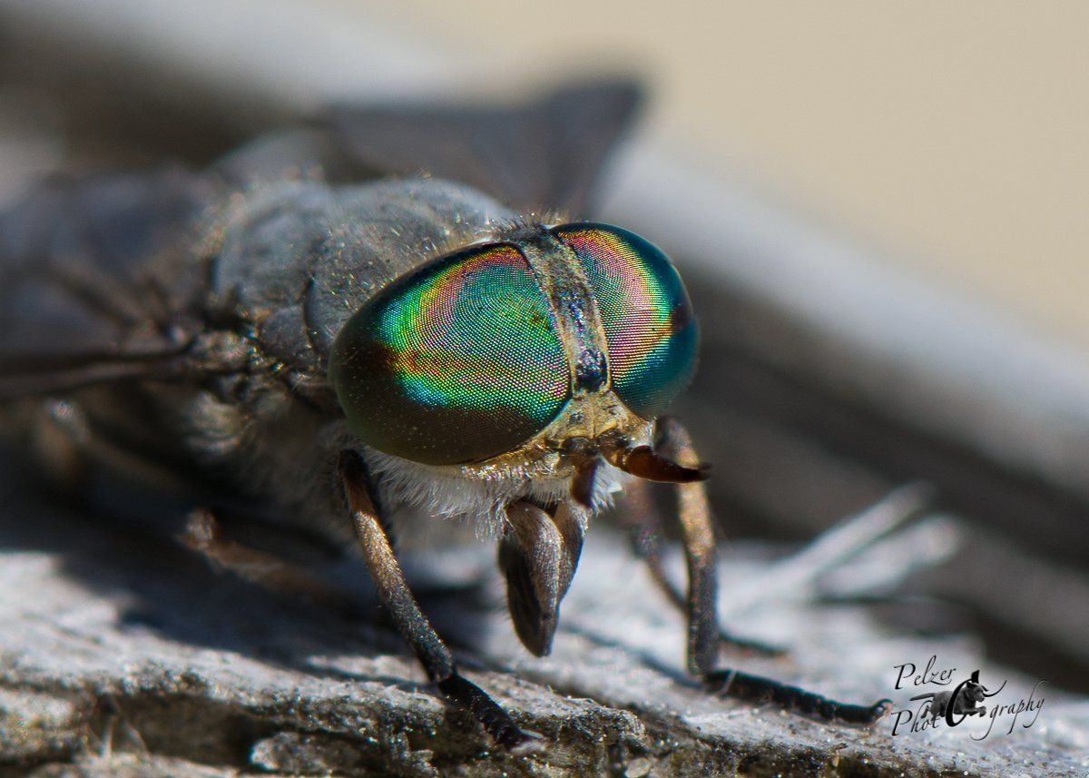 Rinderbremse (Tabanus bovinus)