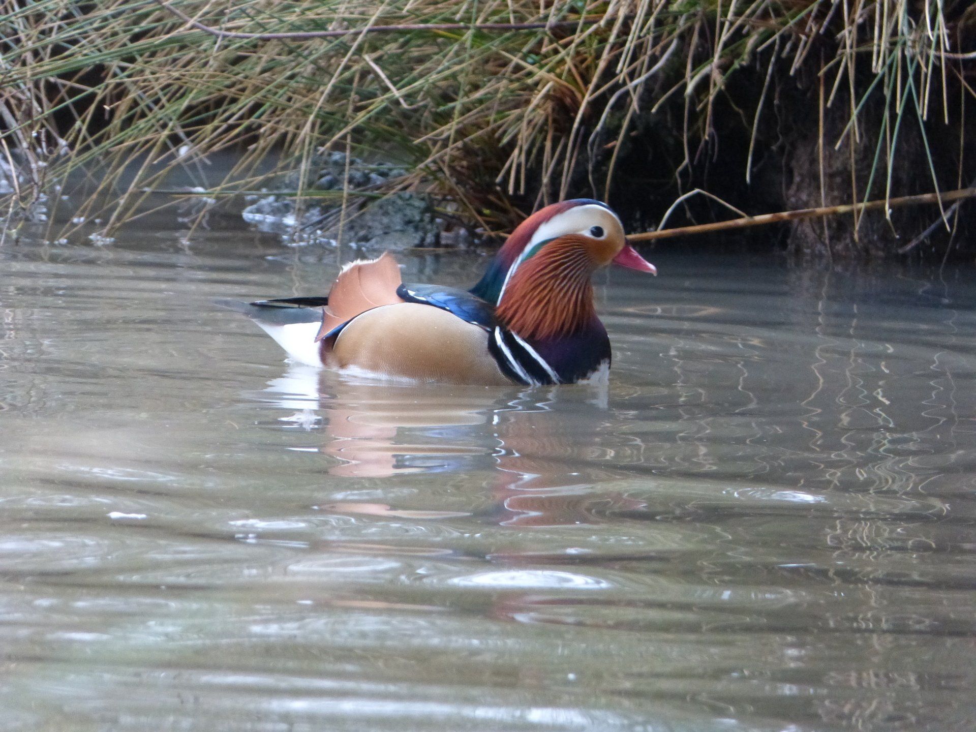 Mandarin duck at The Flowing Spring